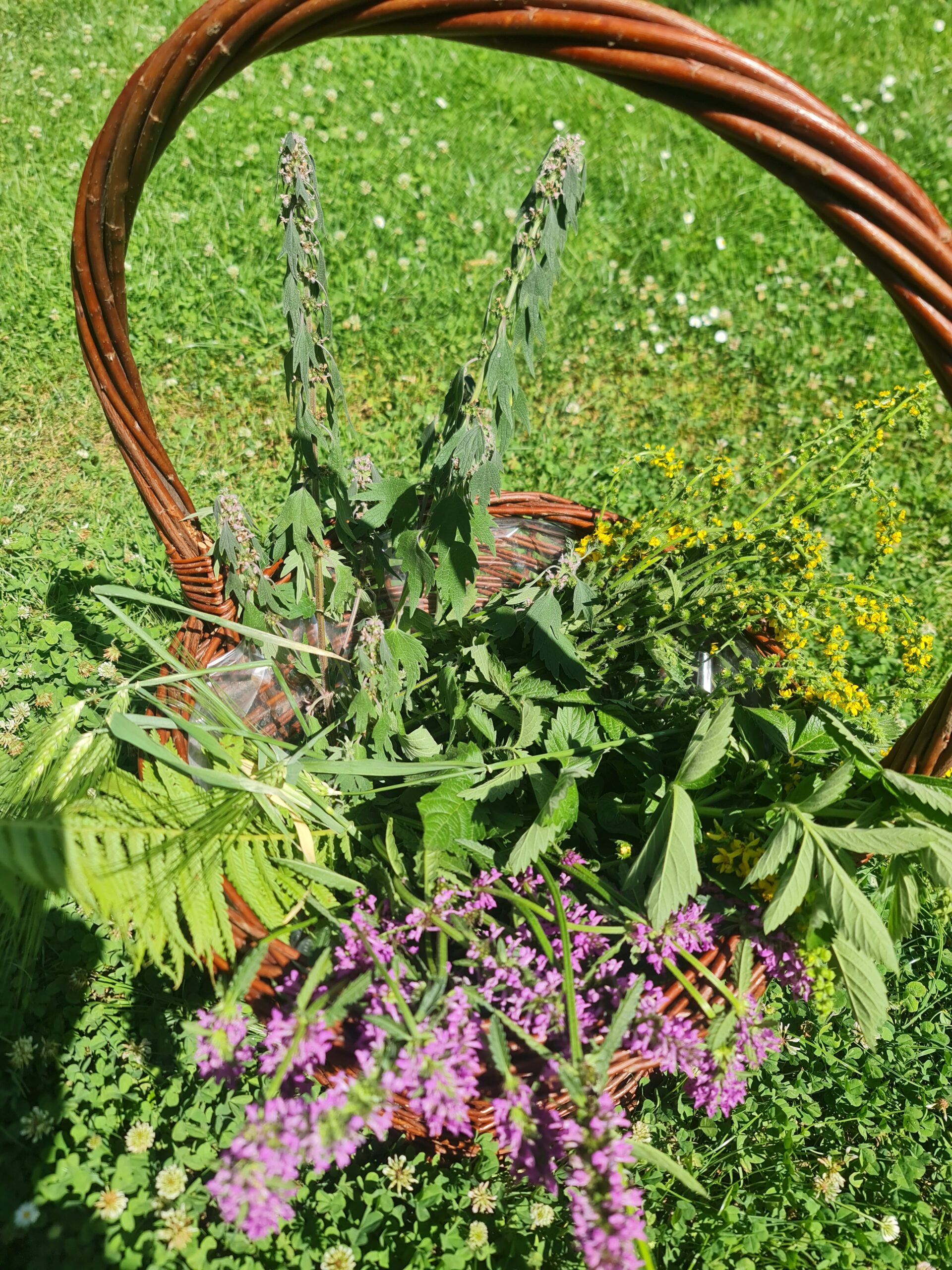 HERBÁŘ ŽIVOTA BYLINKOVÝ KOŠ