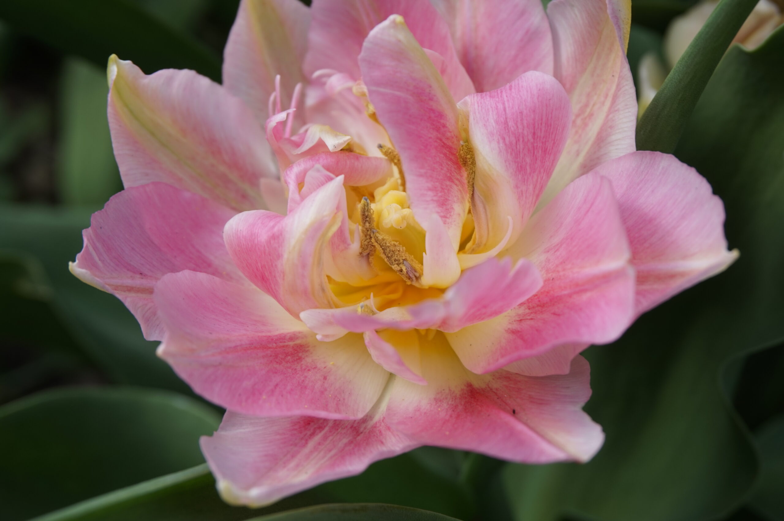 ASTROLOGICKÝ DUBEN 2026